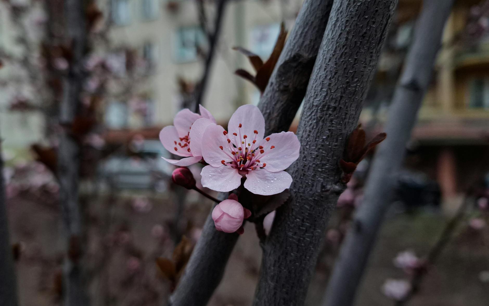 Już za 5 dni: Kutno w różowo-białej odsłonie! Kwitnienie drzew czas zacząć!